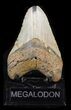 Bargain Megalodon Tooth - North Carolina #40247-2